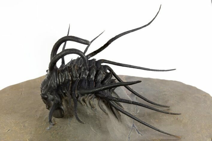 Insane Dicranurus Trilobite - Flying Preparation #328619